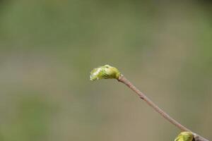 Pear buds on the branches of tree. photo