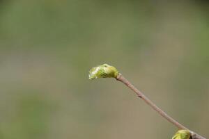 Pera brotes en el ramas de árbol. foto