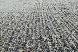 Field of winter wheat photo