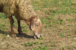 Sheep in the pasture photo