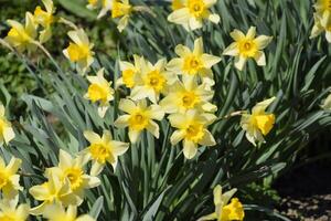 Flowering daffodils in t garden, yellow daffodil flowers photo