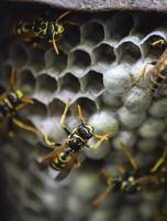 Wasp nest with wasps sitting on it. photo