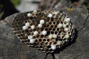 avispa nido acostado en un árbol tocón. foto