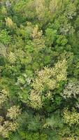 aéreo ver de verde arboles en un bosque. parte superior ver desde zumbido foto