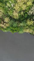 Aerial View of Green Forest in the Middle of the River photo