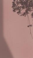 Abstract Background with Spotlight Effect and Tropical Leaves Shadow. Leaves Shadows Cast on an Aesthetic Wall Background photo