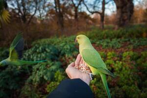 Handfeeding a vibrant Green Parakeet in a lush London park during Autumn. photo