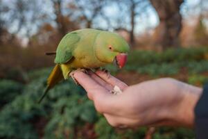 CloseUp of Roseringed Parakeet on Hand in London Park at Christmas photo