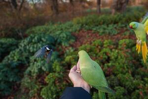 de cerca mano con encaramado perico y un pájaro en vuelo, Londres parque foto