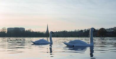 Serene Swans on a Lake at Dusk, in London, UK, During the Christmas Season photo