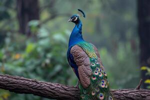 AI generated A majestic peacock poses elegantly on a tree branch photo