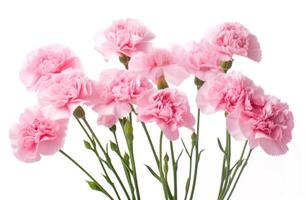 AI generated pink carnations arranged on a white background. photo