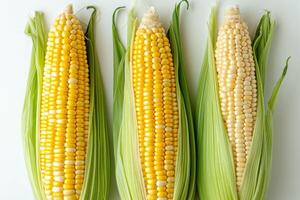 AI generated three corn ears on a white background photo