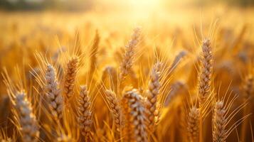 AI generated Earing wheat field in sunny summer weather photo