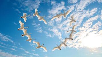 AI generated A flock of swans flies against the blue sky forming a heart shape photo