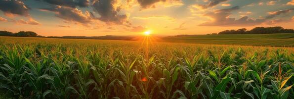 AI generated Beautiful corn field at sunrise photo