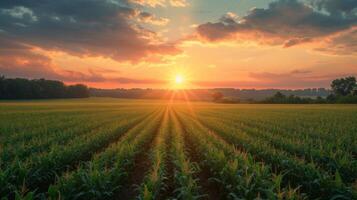 AI generated Beautiful corn field at sunrise photo