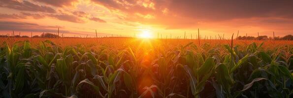 AI generated Beautiful corn field at sunrise photo
