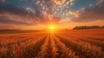 AI generated Beautiful corn field at sunrise photo