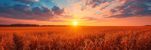AI generated Beautiful corn field at sunrise photo