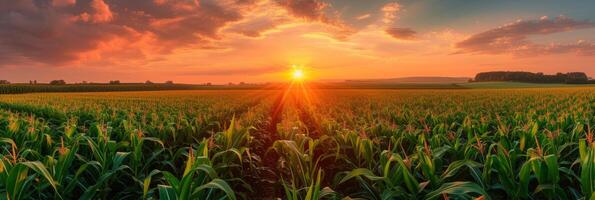 AI generated Beautiful corn field at sunrise photo