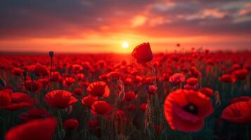 AI generated Beautiful field of poppy flowers at dawn photo