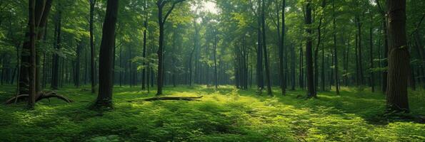 AI generated Beautiful photo of a summer forest for background