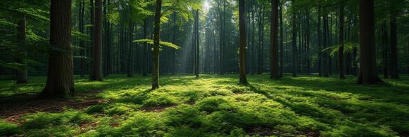 ai generado hermosa foto de un verano bosque para antecedentes