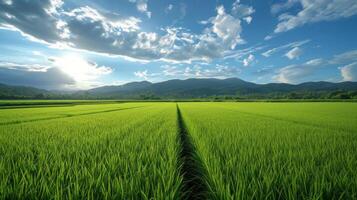 AI generated Beautiful photo of rice fields for background