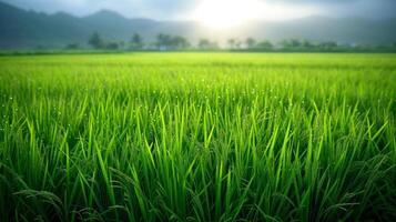 ai generado hermosa foto de arroz campos para antecedentes