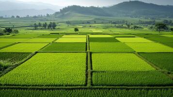 AI generated Beautiful photo of rice fields for background