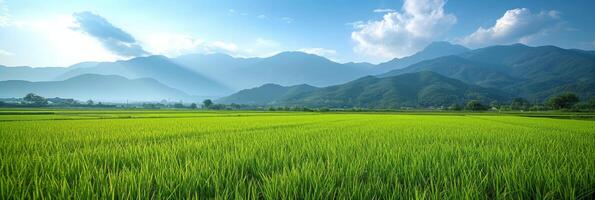 AI generated Beautiful photo of rice fields for background