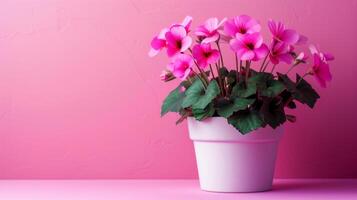 AI generated cyclamen flower in pot on minimalist vivid background, large copyspace area photo