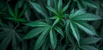 AI generated green cannabis leaves with dark background photo