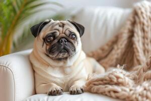 AI generated Portrait of a happy pug dog who sits on a white armchair. photo