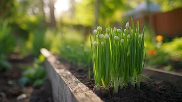 AI generated Green onions grow in a wooden bed. Blurred background of summer garden from behind. photo