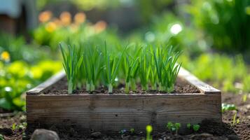 AI generated Green onions grow in a wooden bed. Blurred background of summer garden from behind. photo