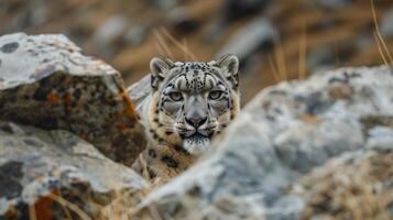 AI generated A fierce-looking snow leopard camouflaged among the rocky Himalayan terrain. photo