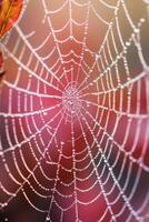 AI generated A close-up of a dew-covered spiderweb, showcasing nature's intricate artistry photo