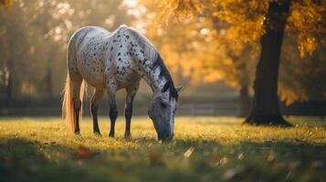 AI generated A speckled Appaloosa horse grazes beneath a canopy of dappled sunlight photo