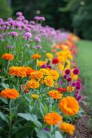 AI generated Vibrant marigolds and nasturtiums, providing a colorful border and natural pest control photo