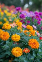 AI generated Vibrant marigolds and nasturtiums, providing a colorful border and natural pest control photo