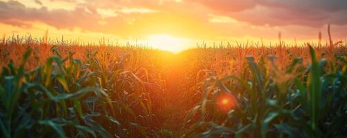 AI generated a field of corn with a sunset behind it photo