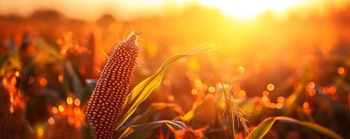 AI generated corn in field in sunlight photo