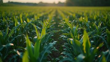 AI generated Fields of vibrant crops grown for biofuel production photo