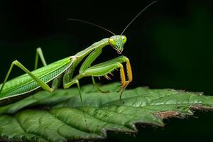 AI generated A macro photograph of a praying mantis perched on a leaf photo