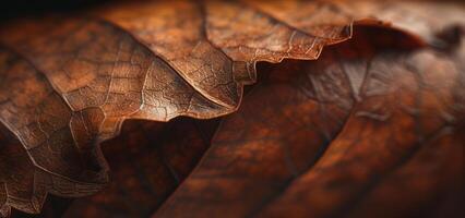 AI generated A macro shot of a leaf's serrated edge, showcasing its delicate structure and capturing the play of light and shadow photo