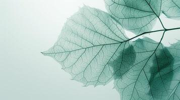 AI generated The translucence of a leaf's veins, a network of lifeblood etched in green photo