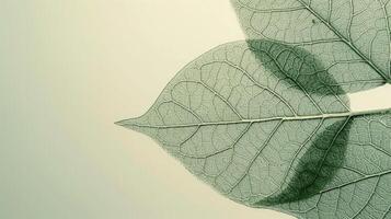 AI generated The translucence of a leaf's veins, a network of lifeblood etched in green photo