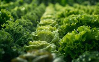 AI generated various different types of lettuce with rows in the field photo